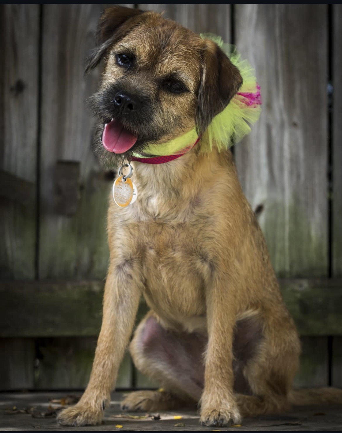 Border terrier with a neon tutu collar at Shake Dog Salon